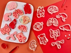 Kleivormpjes anatomie