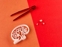 Kleivormpjes anatomie