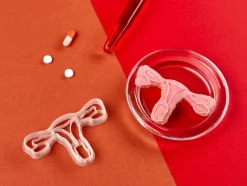 Kleivormpjes anatomie