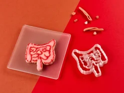 Kleivormpjes anatomie