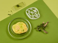 Kleivormpjes microbiologie