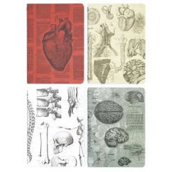 Set zaknotitieboekjes anatomie