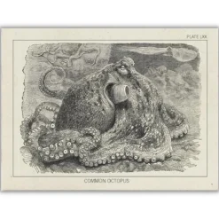 Wenskaart Europese achtarm